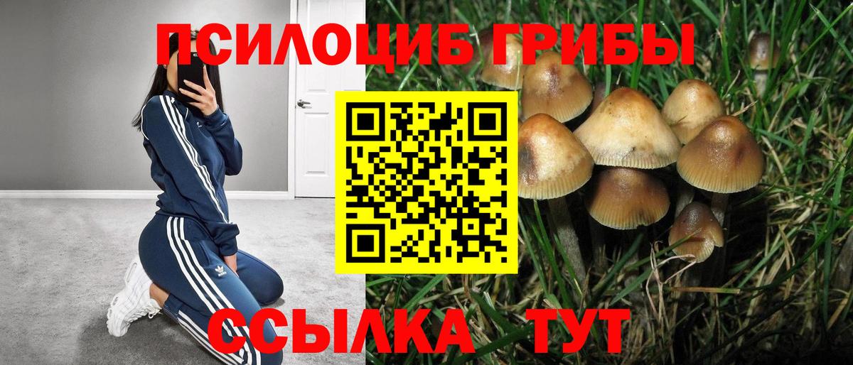 Каменск-Уральский  Псилоцибиновые грибы MAGIC MUSHROOMS  Вход с VPN  Псилоцибиновые грибы Psilocybe 